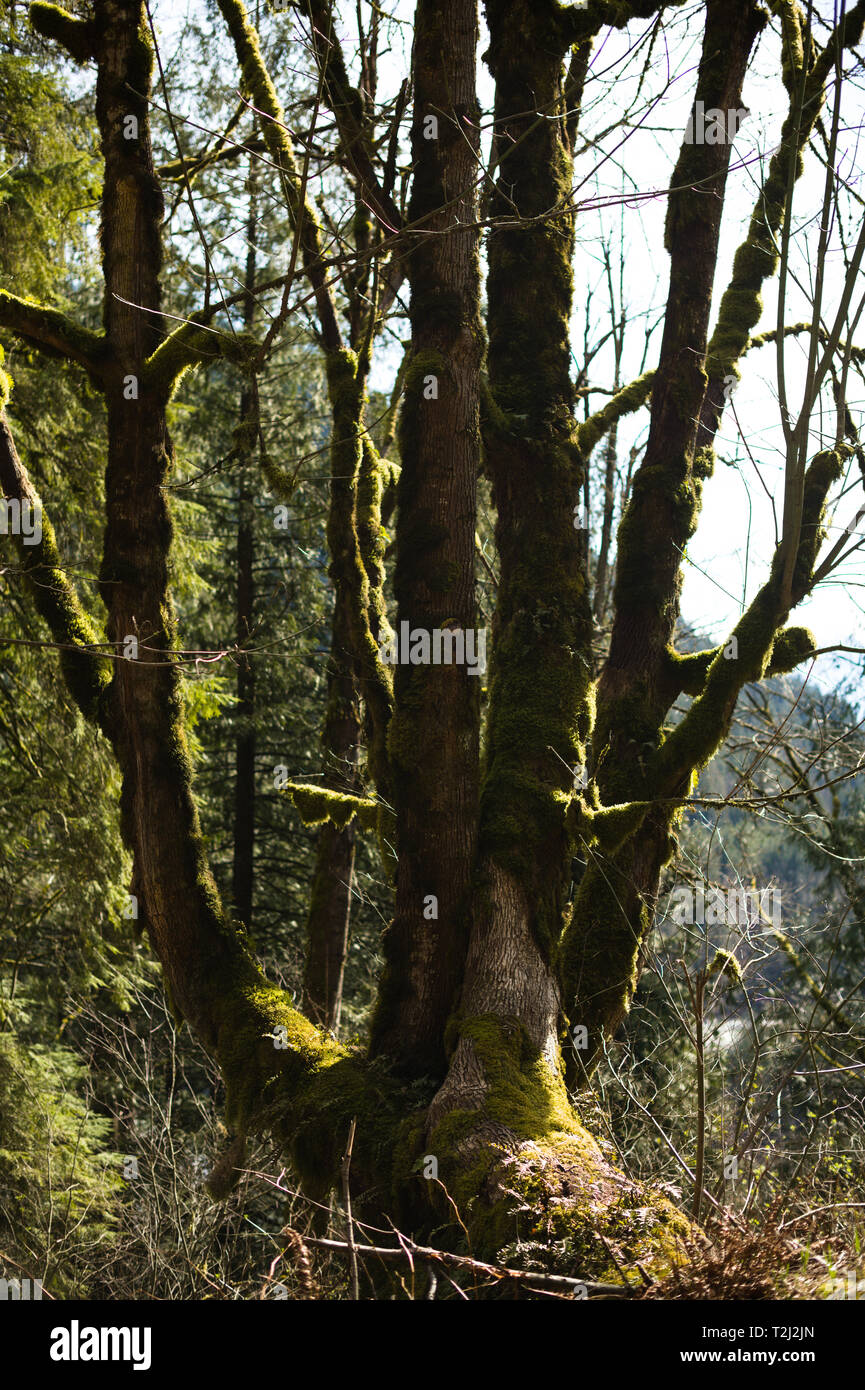 Alberi di muschio sono una visione comune nelle foreste pluviali del British Columbia Coast Mountains Foto Stock