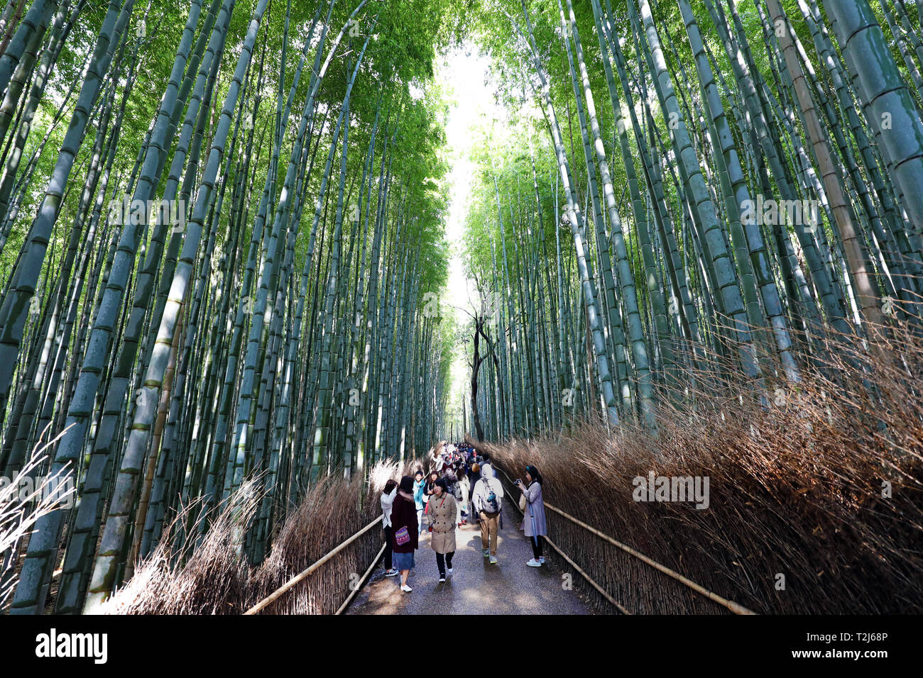 Bambù alti culmi nell'Arashiyama Boschetto di bambù, Kyoto, Giappone Foto Stock