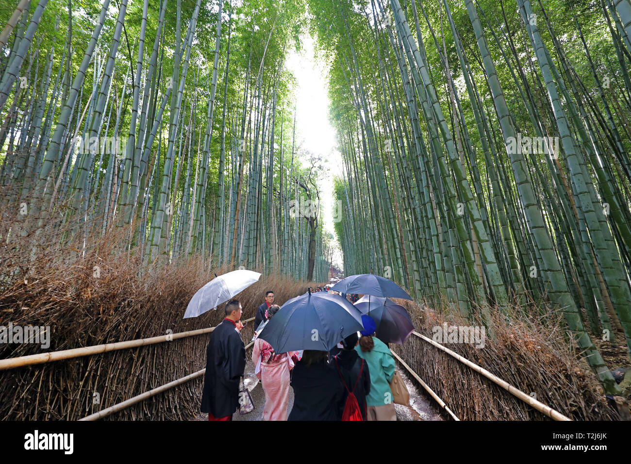 Bambù alti culmi nell'Arashiyama Boschetto di bambù, Kyoto, Giappone Foto Stock