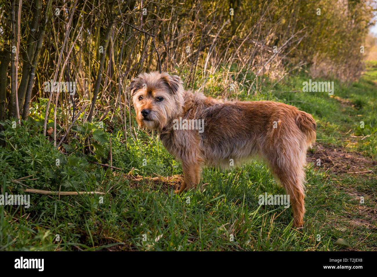 Terrier con un inserito coda. Rosie è un confine / Jack Russel cross nato nel 2004. Foto Stock