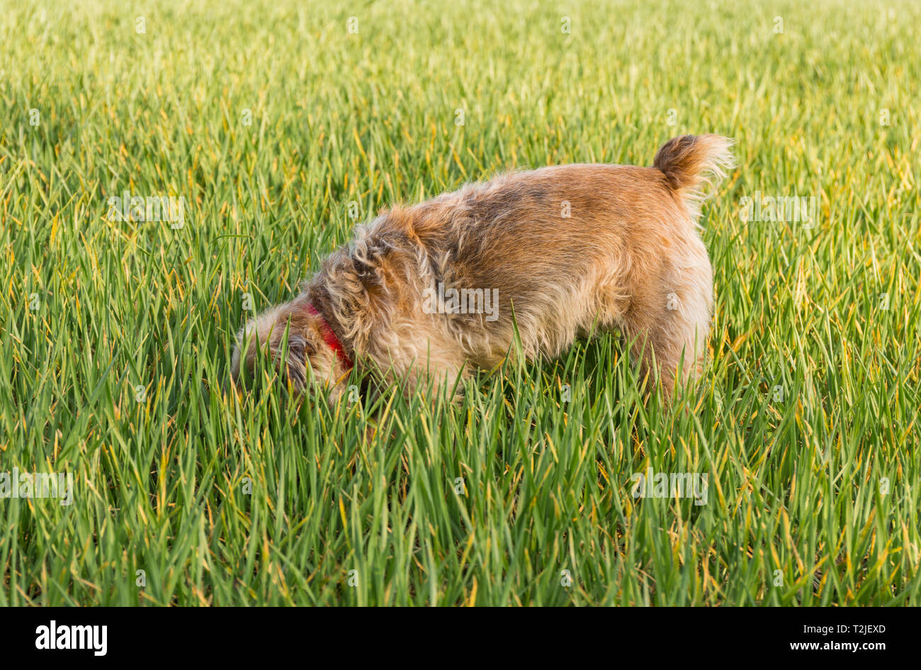 Terrier con un inserito coda. Rosie è un confine / Jack Russel cross nato nel 2004. Foto Stock