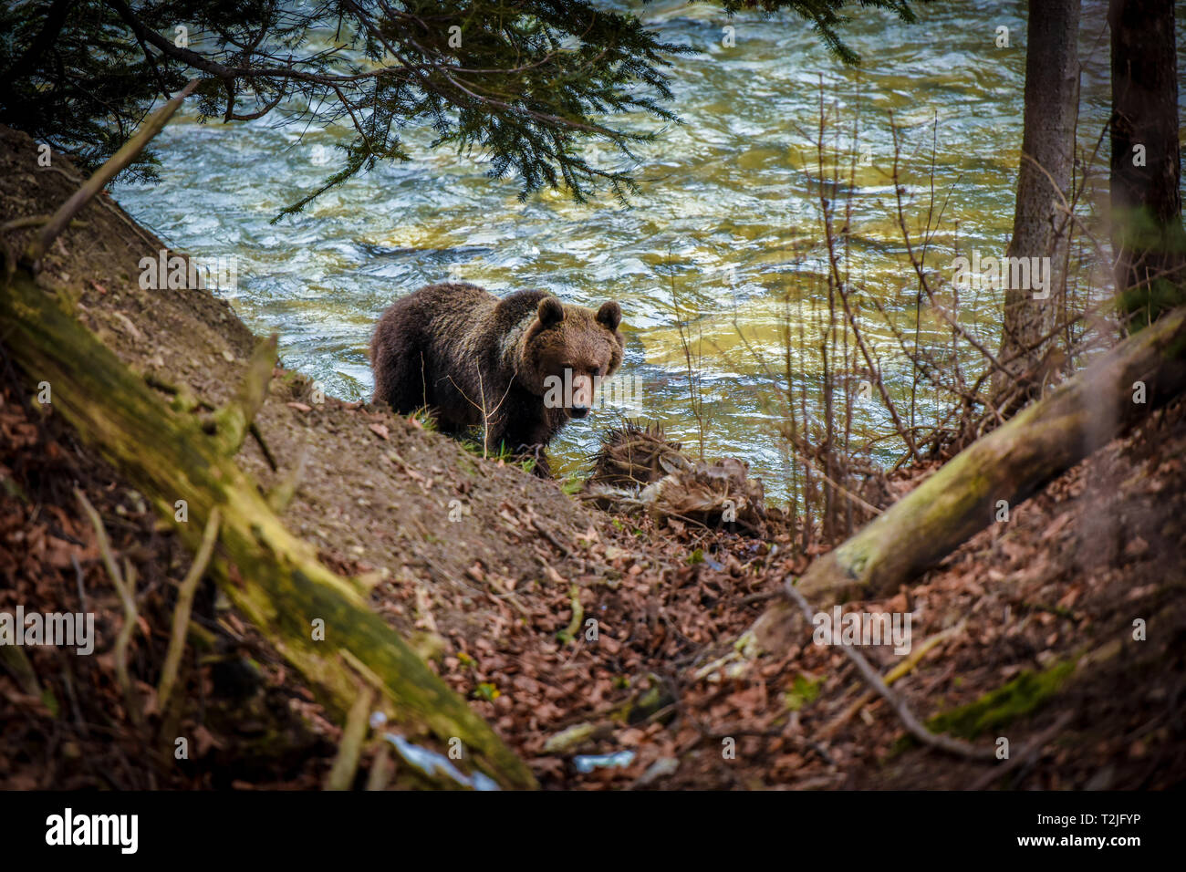 Orso bruno su una riva di un fiume. Pericoloso incontro con animale selvatico. Foto Stock