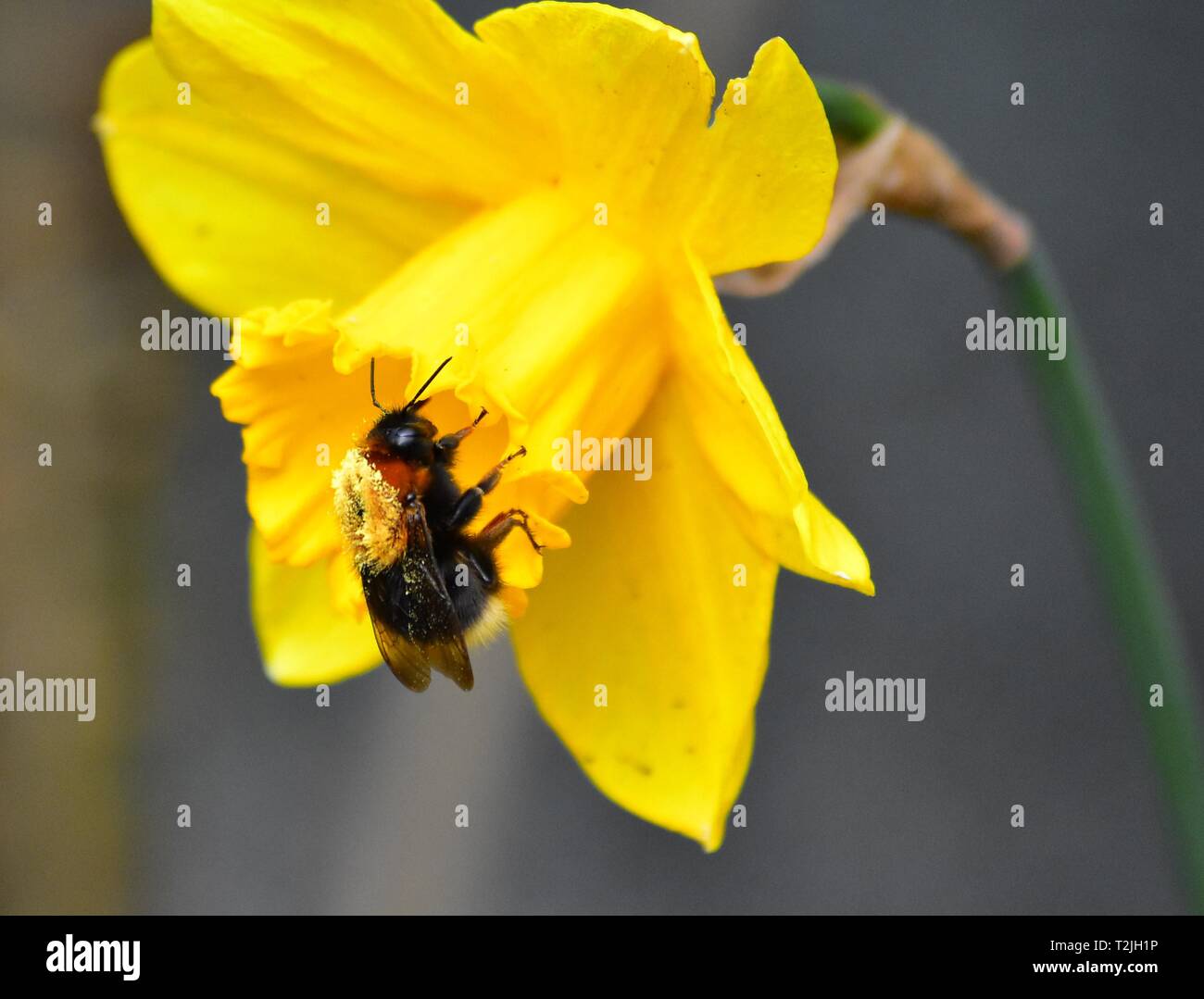 Ape con polline sul retro sulla sedimentazione daffodil Foto Stock