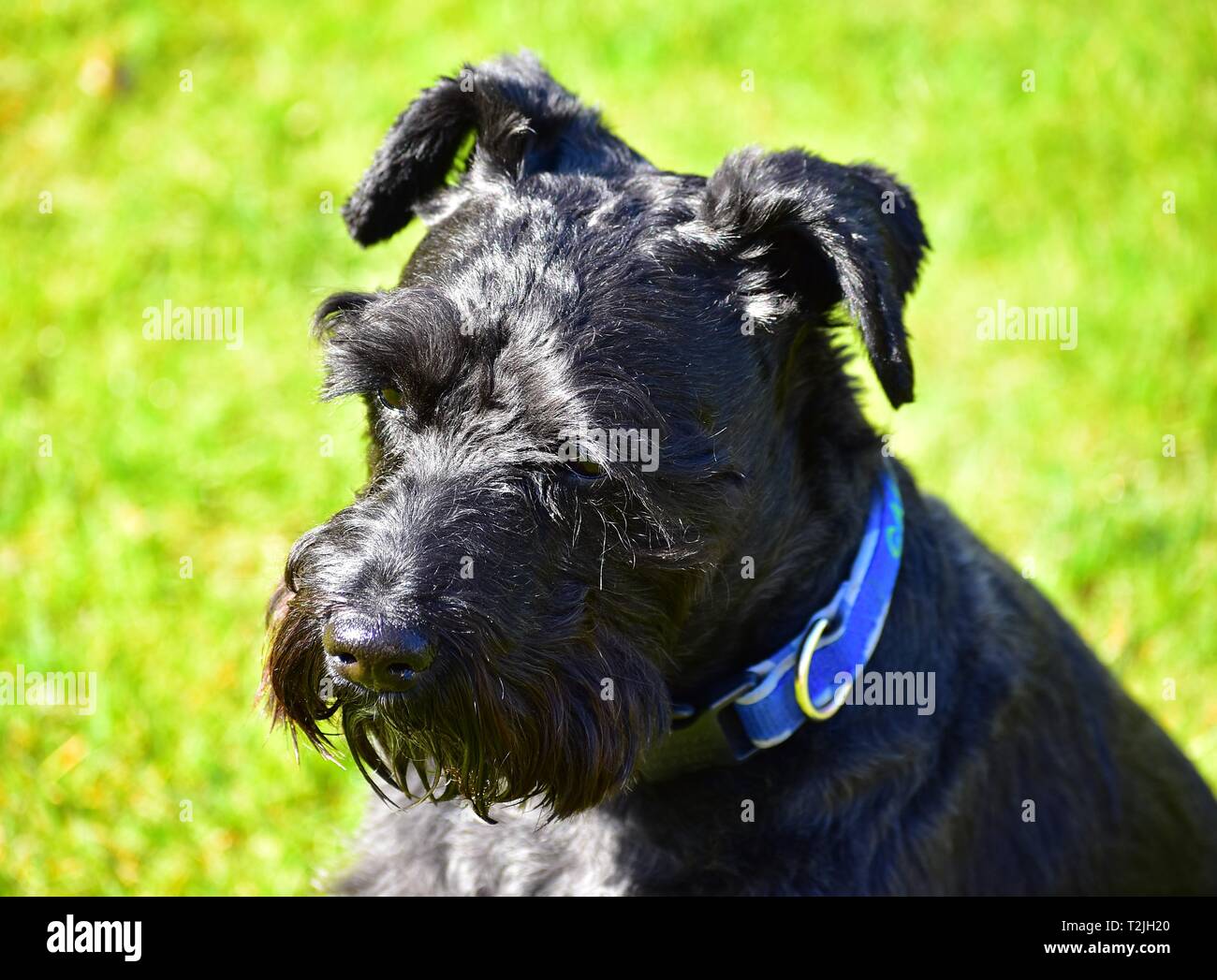 Splendido ritratto di una miniatura schnauzer con orecchie punga. Grazioso sguardo sul suo volto. Foto Stock