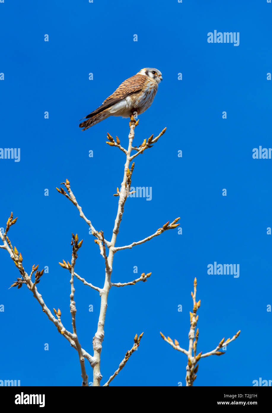 American Gheppio (Falco sparverius) cercando in preda alla punta di pianura pioppi neri americani tree, Castle Rock Colorado US. La foto è stata taken​ in aprile. Foto Stock