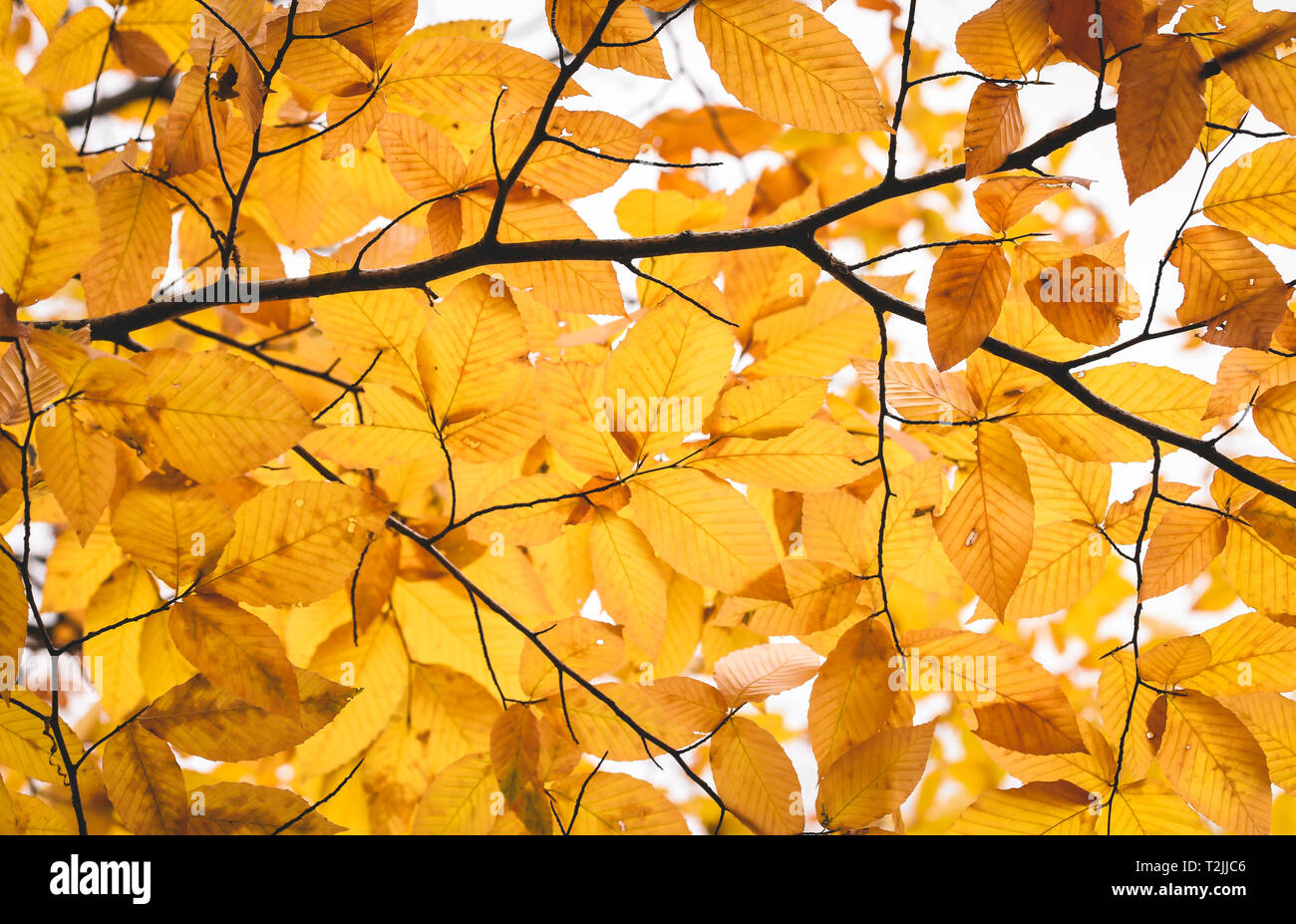 Close up di giallo dorato Foglie di autunno su un ramo di albero Foto Stock
