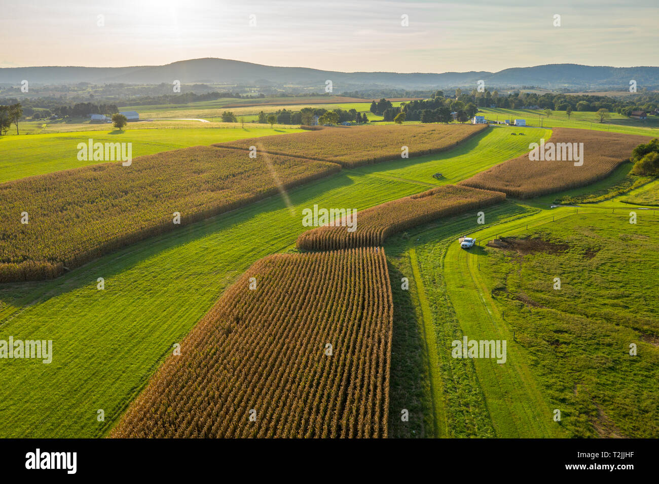 Vista aerea la luce del sole si estendesse campi di mais con le colline all'orizzonte, Middletown MD Foto Stock