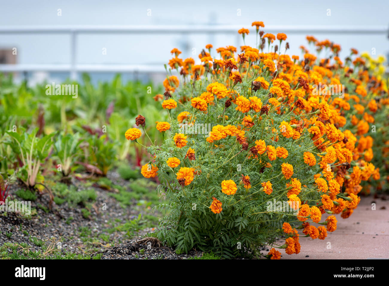 Orange crisantemi fioriscono sul giardino sul tetto, Washington, D.C. Foto Stock