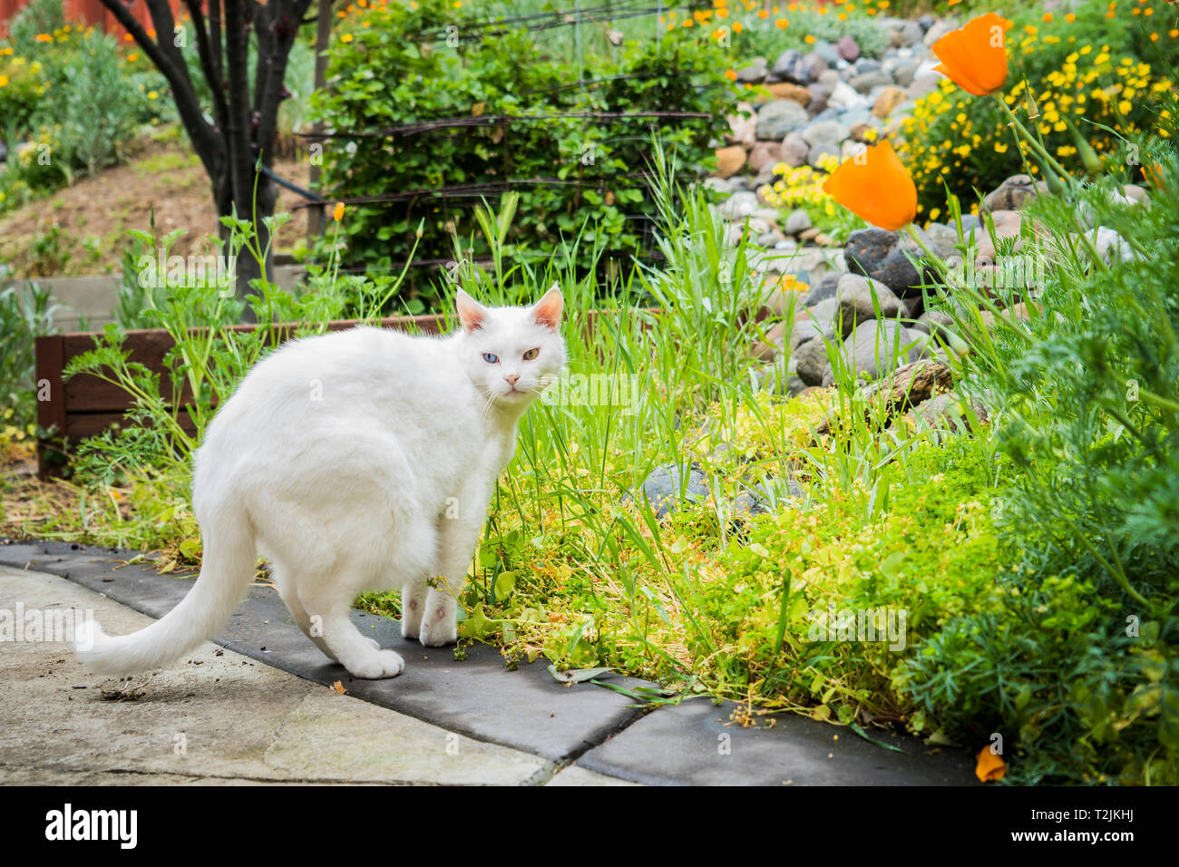 Gatto Bianco gioca in giardino Foto Stock