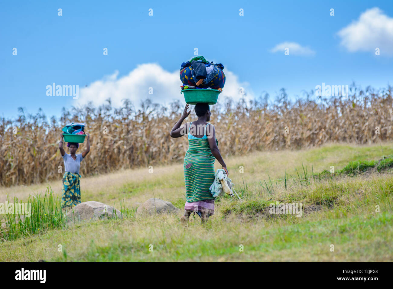 Donna malawiana porta ciotola di vestiti ha lavato sul suo capo sul suo modo dal fiume al villaggio accanto al campo di granturco Foto Stock