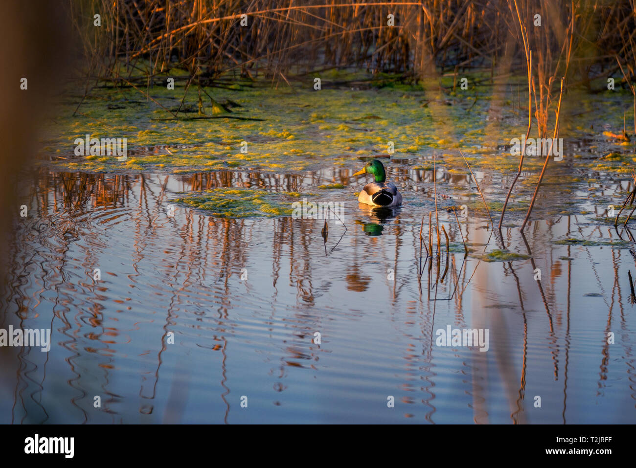 Grande maschi di anatra con uno splendido piumaggio colori (Anas platyrhynchos) sulle sponde di un lago in Romania girato durante la primavera Foto Stock
