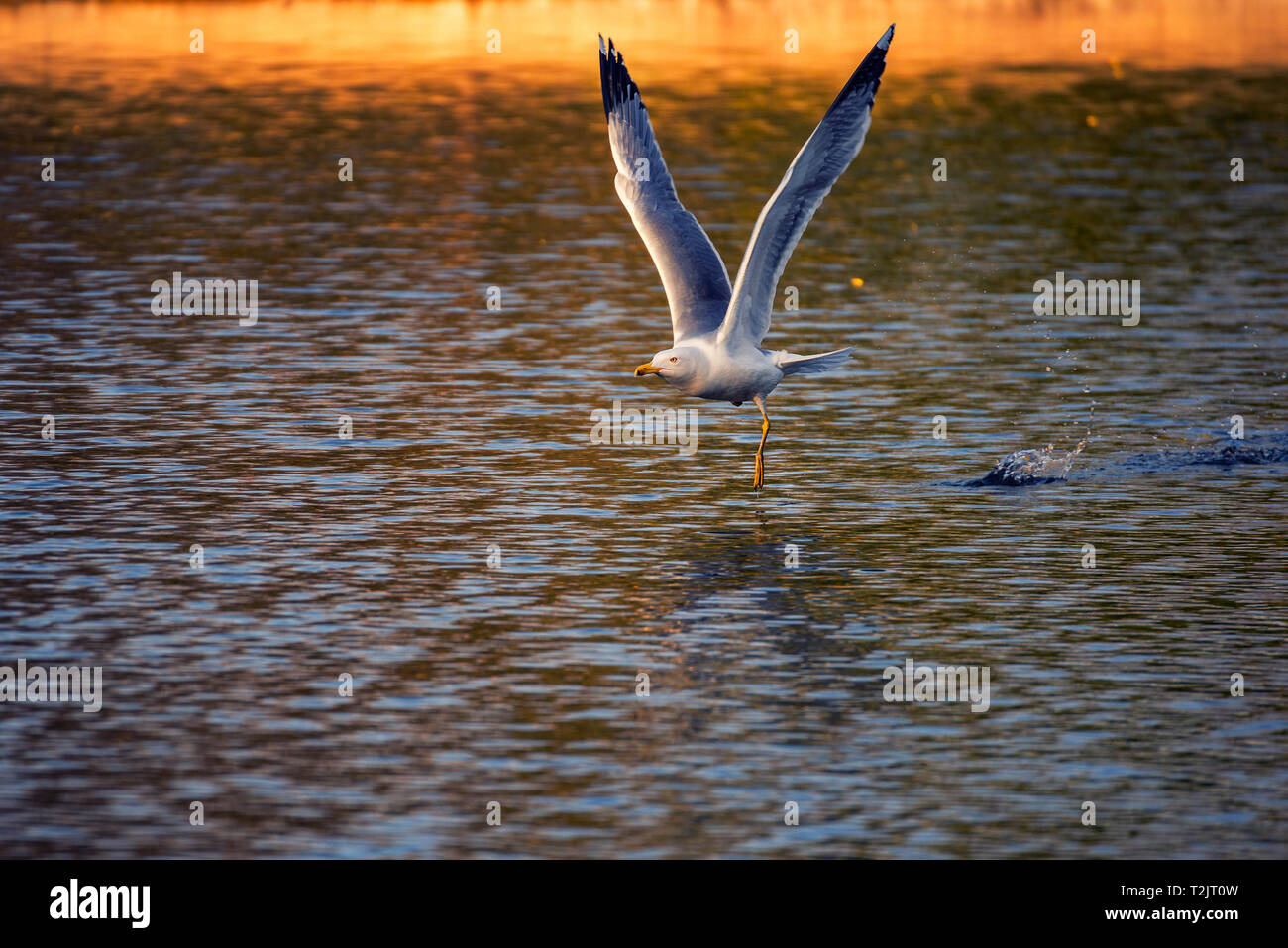 Dettaglio di un giallo-zampe (gabbiano Larus michahellis) volare su un lago con le sue ali aperte schizzi di acqua shot in Romania Foto Stock