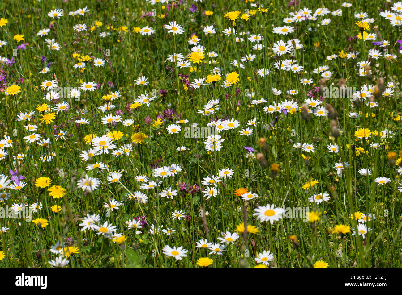 Blumenwiese, fiore prato Foto Stock