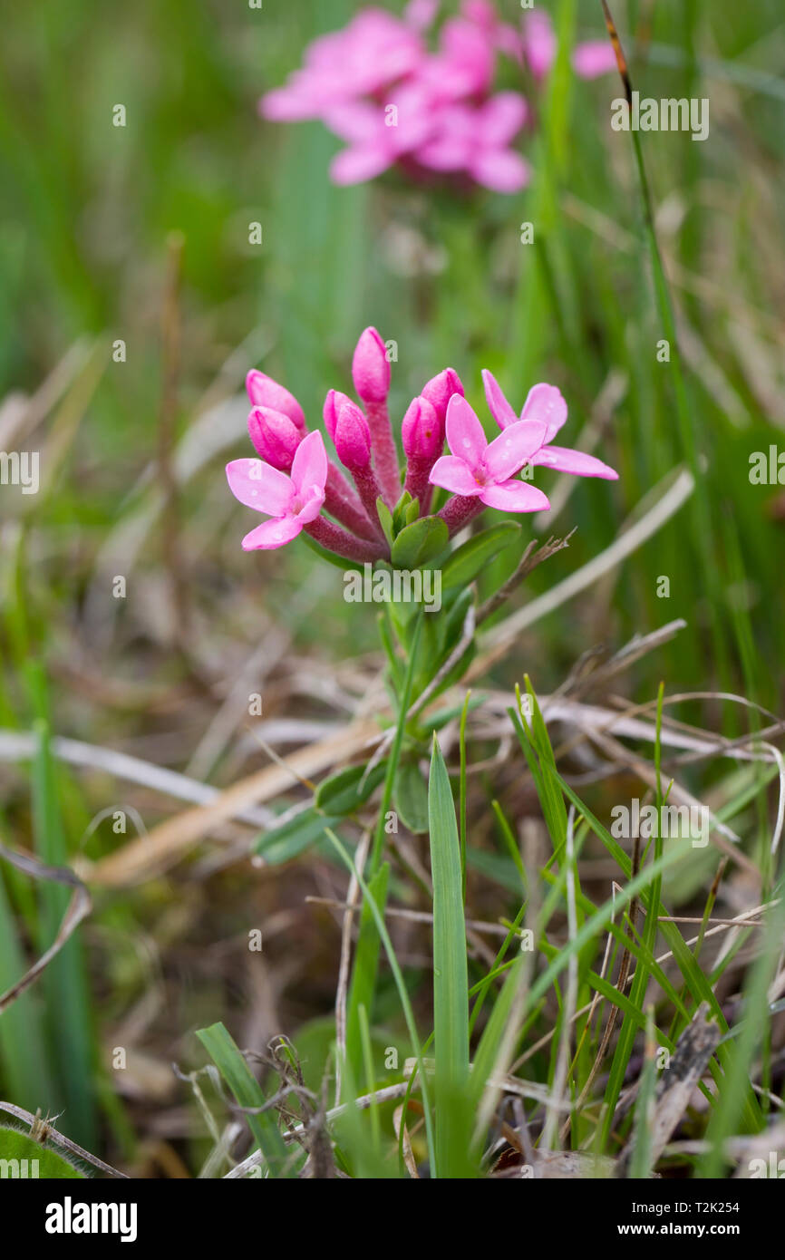 Echtes Tausendgüldenkraut, Centaurium erythraea, centaury comune Foto Stock