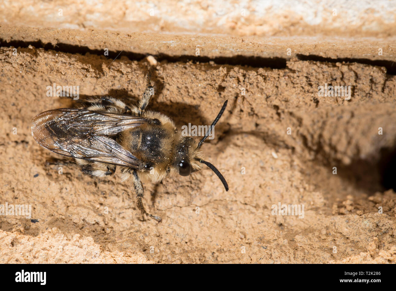 Gemeine Trauerbiene, Melecta albifrons Foto Stock