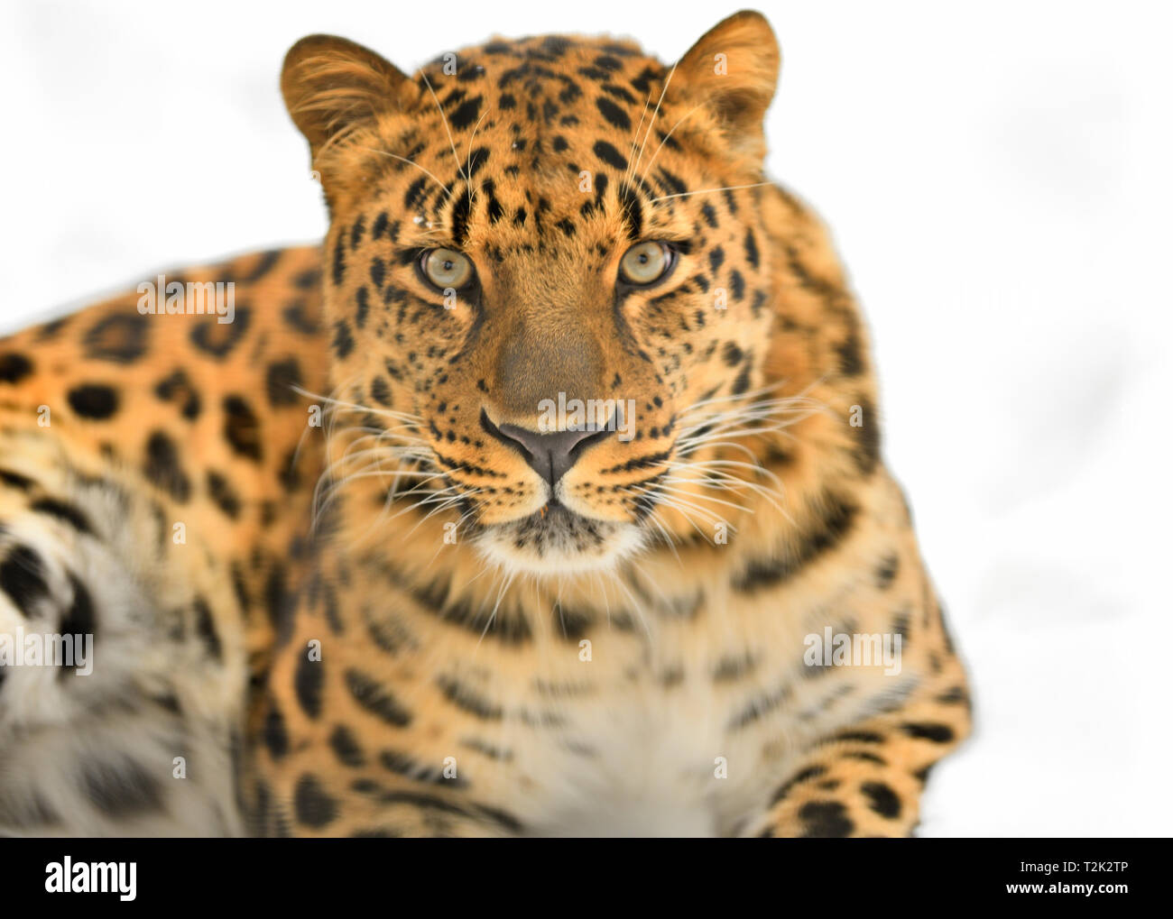 Far Eastern leopard. Foto Stock