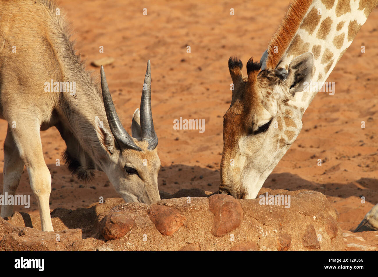 A Waterberg Plateau in Namibia Foto Stock