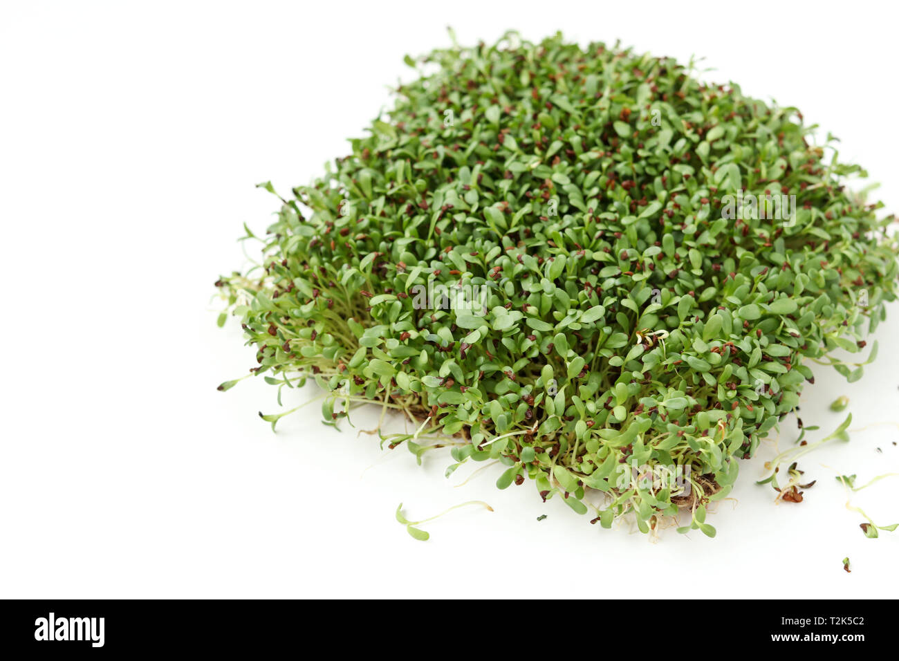 Erba medica microgreen si trova su uno sfondo bianco, vista dall'alto, spazio di copia Foto Stock