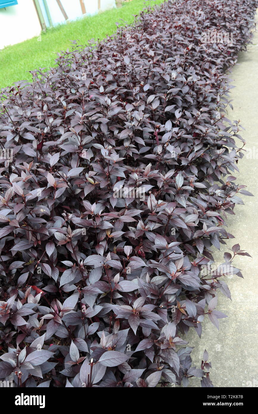 Il Cavaliere viola Alternanthera Alternanthera o dentata 'cavaliere viola' o piccoli impianti di Ruby Foto Stock