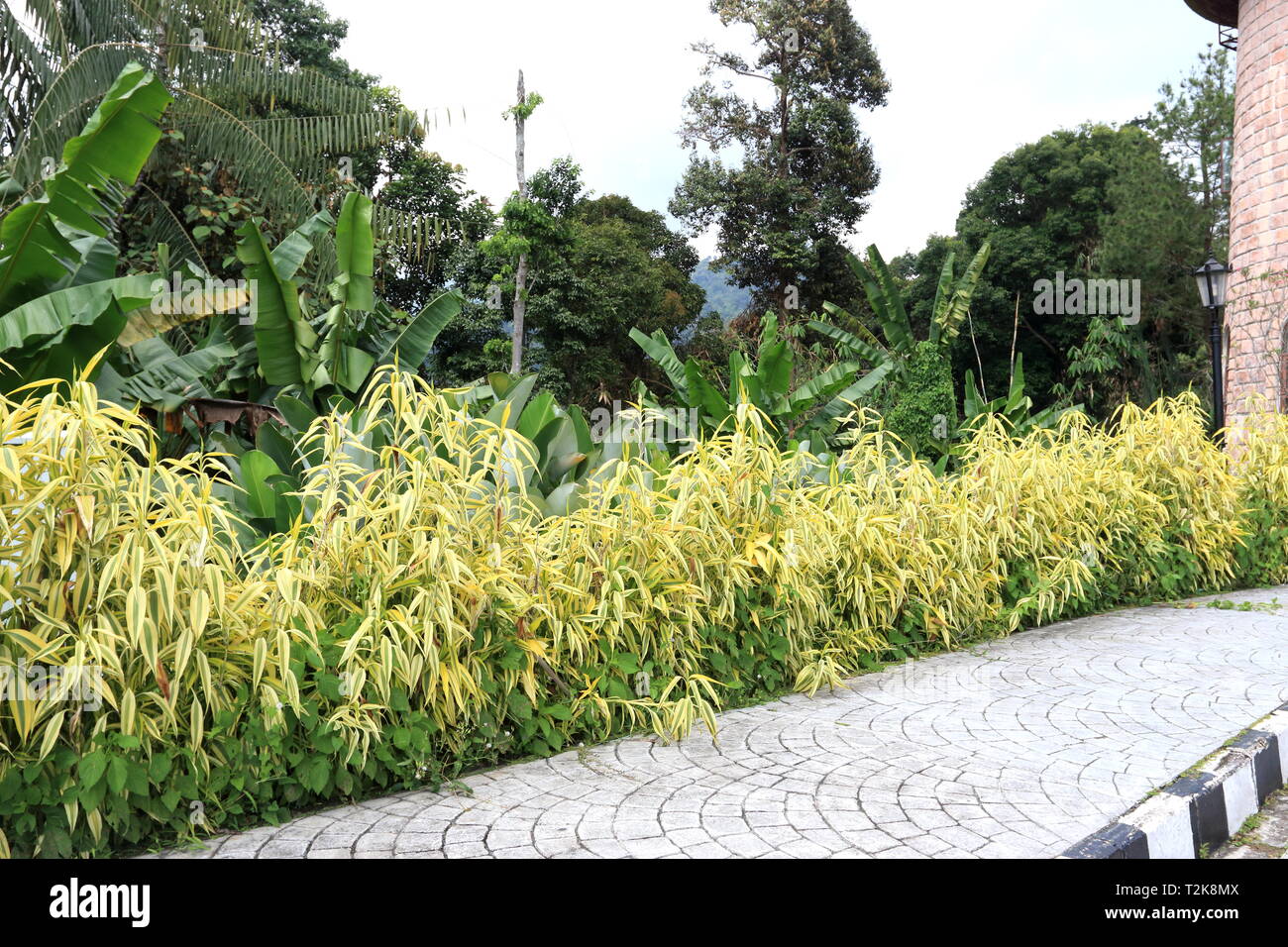 Dracaena sanderiana Foto Stock