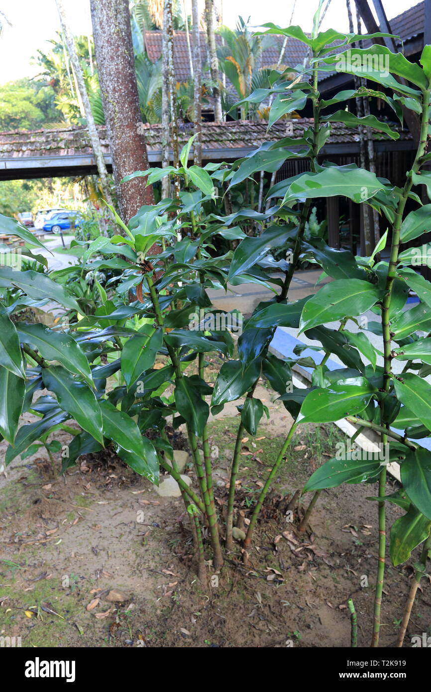 Costus comosus o conosciuto come Red Tower Ginger piante coltivate nel terreno Foto Stock