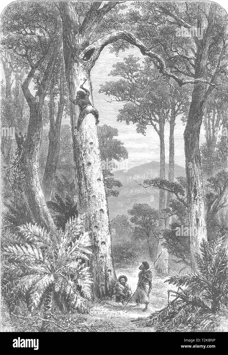 AUSTRALIA. Un nativo di arrampicarsi su un albero per Opossum 1886 antica immagine di stampa Foto Stock