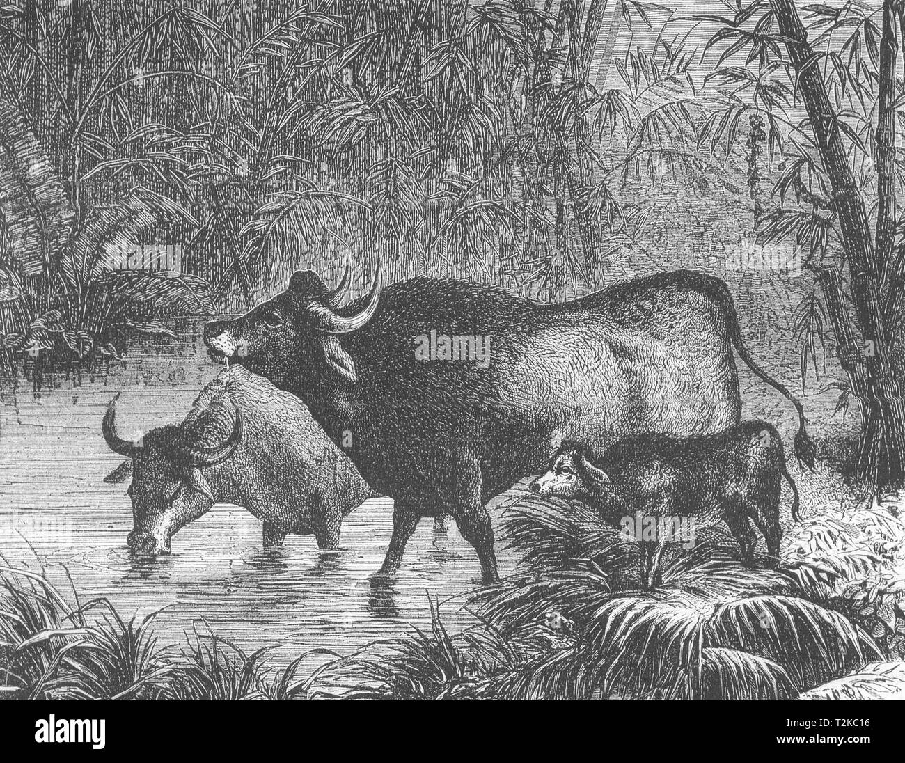 INDIA. Il Bisonte Indiano(Bos gaurus) c1880 antica vintage delle immagini di stampa Foto Stock