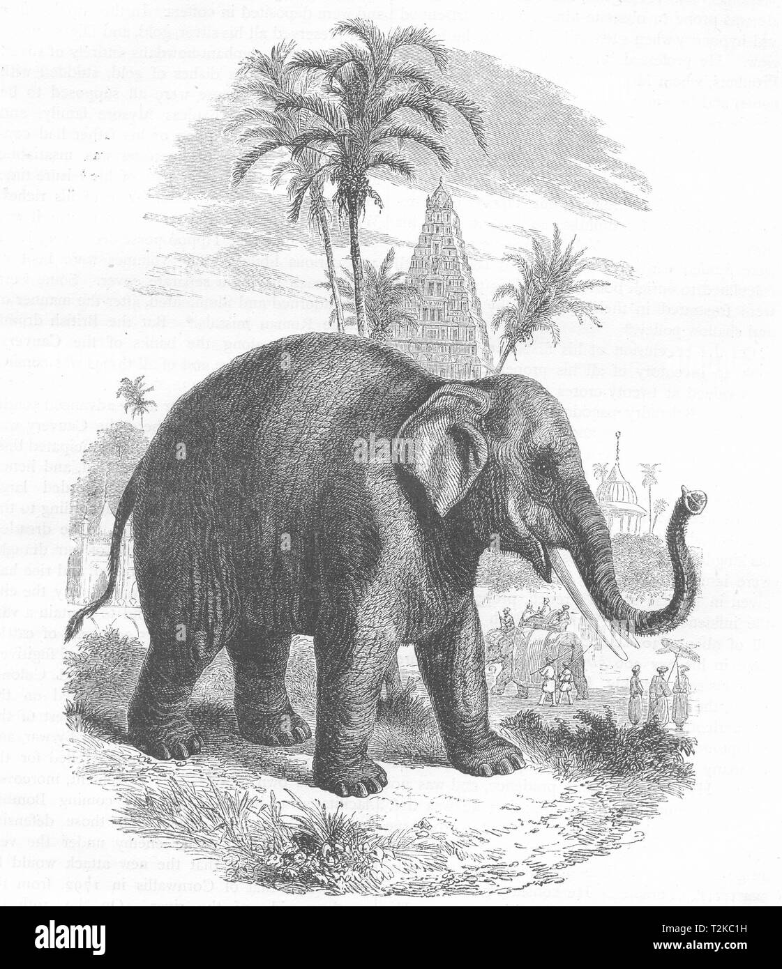 INDIA. L'elefante dell India c1880 antica vintage delle immagini di stampa Foto Stock