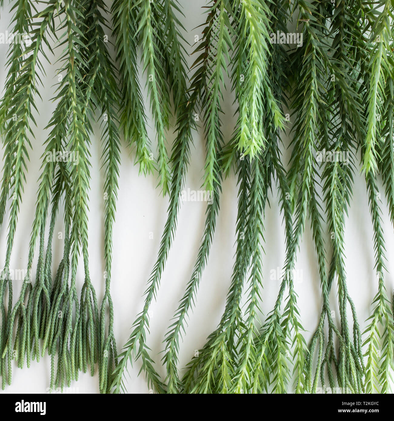 Giardino in foglia con sfondo bianco.design minimal Foto Stock