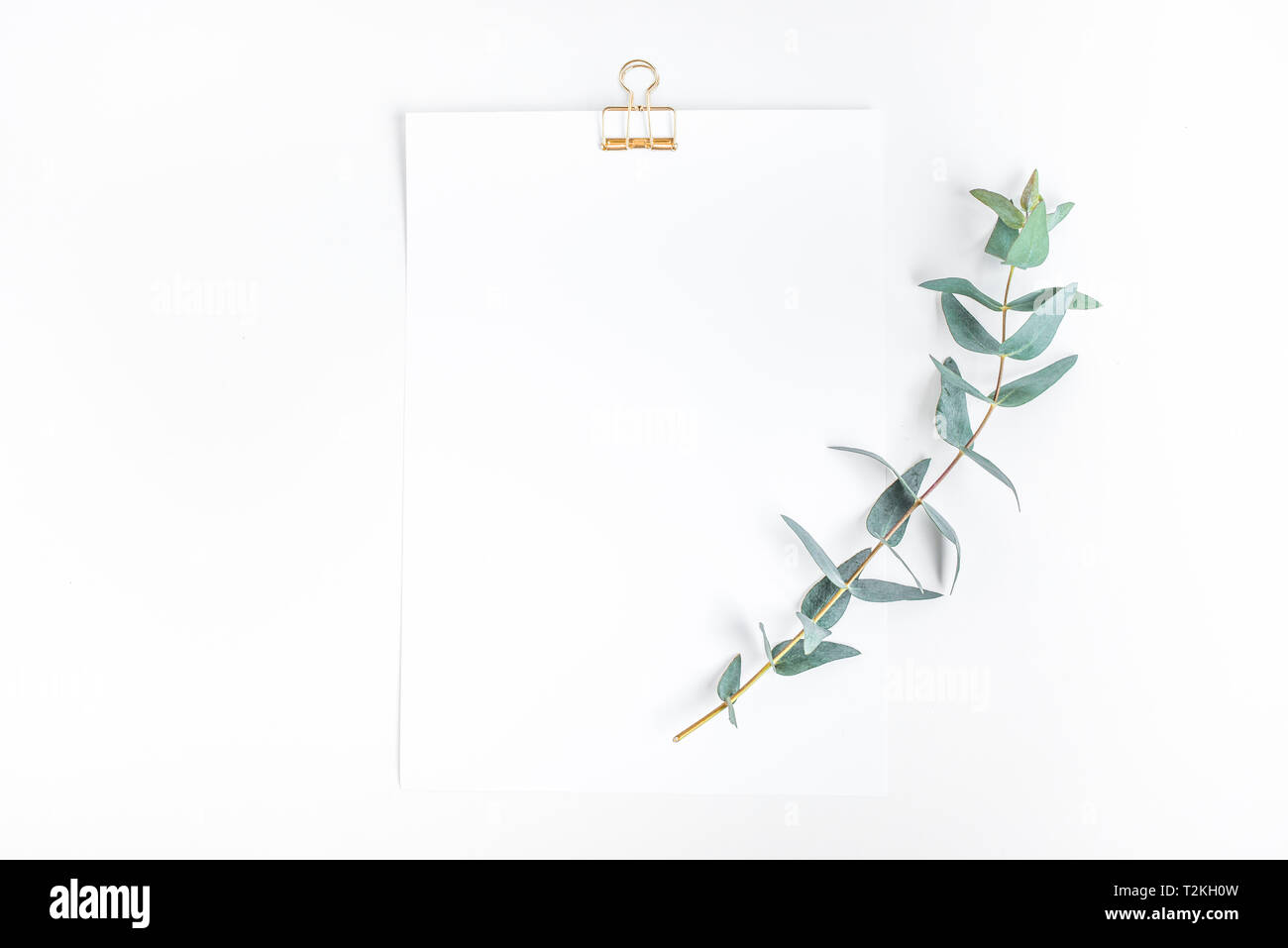 Vista superiore della notepaper bianco con impianto di eucalipto su piano di lavoro.stile minimalista per la creatività disign Foto Stock
