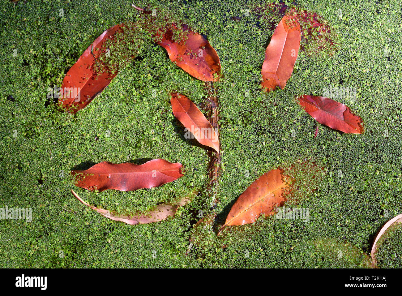 Foglie di autunno galleggianti in uno stagno con alghe Foto Stock