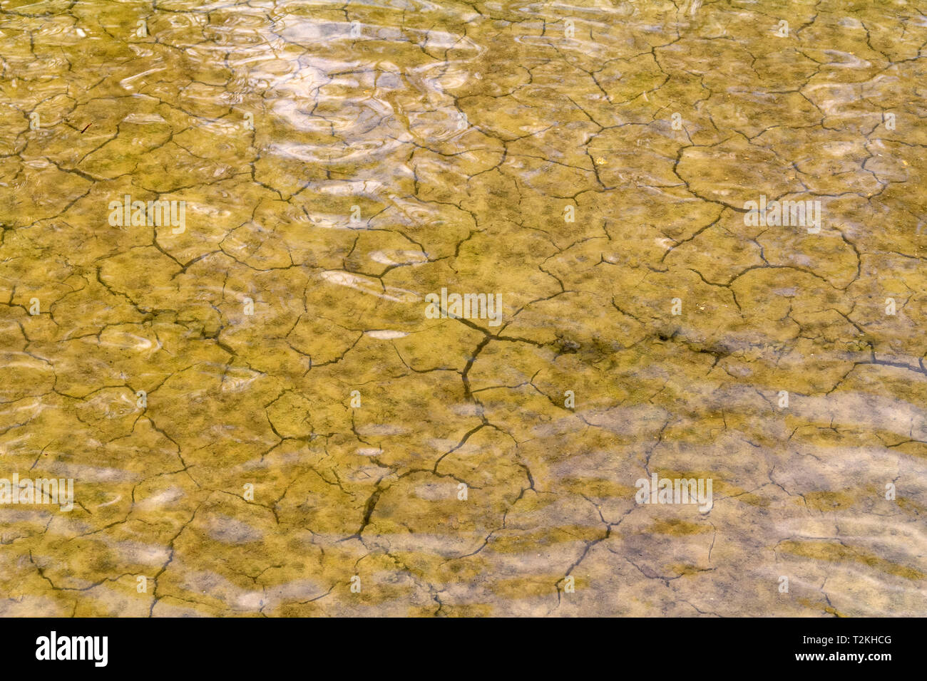 Angolo alto rivierasche closeup in una salamoia laguna in Camargue, una regione naturale nel sud della Francia Foto Stock
