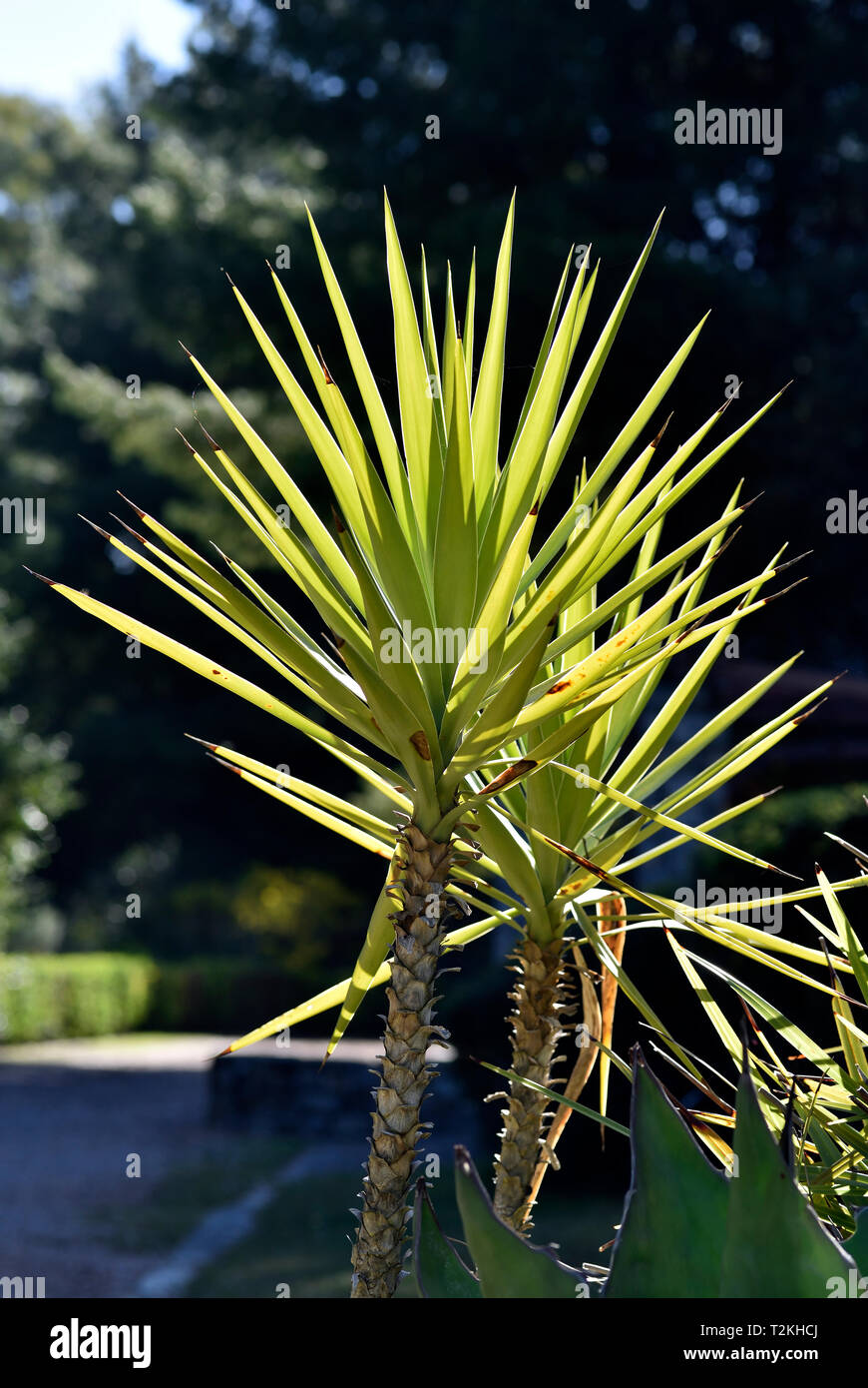 Cabbage Tree Foto Stock