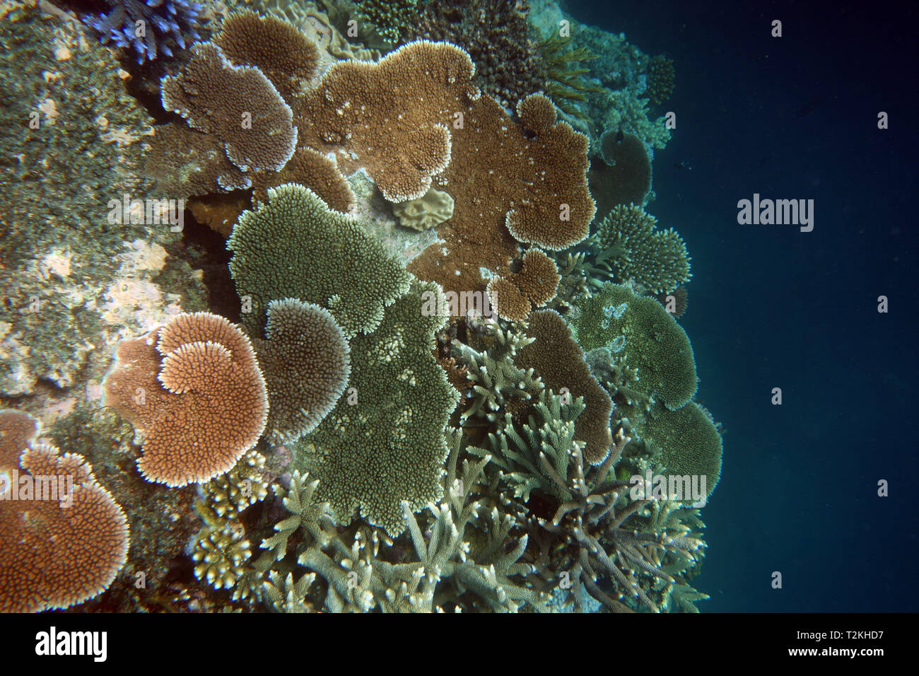 Diversi coralli Acropora sulla parete, Moore Reef, della Grande Barriera Corallina, Queensland, Australia Foto Stock