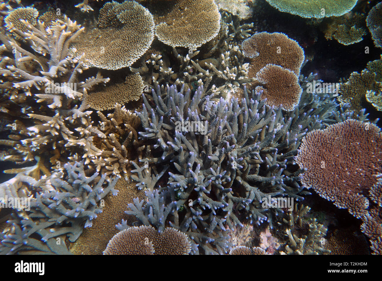 La staghorn sani e la piastra Acropora coralli, Moore Reef, della Grande Barriera Corallina, Queensland, Australia Foto Stock