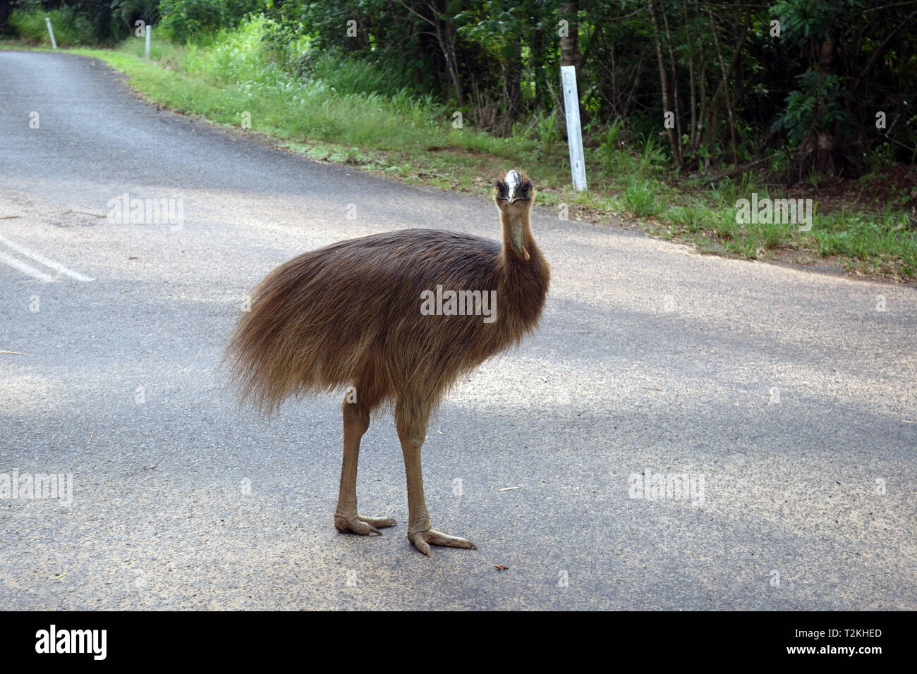 I capretti casuario meridionale (Casuarius casuarius) Attraversamento stradale, Etty Bay, vicino a Innisfail, Queensland, Australia Foto Stock