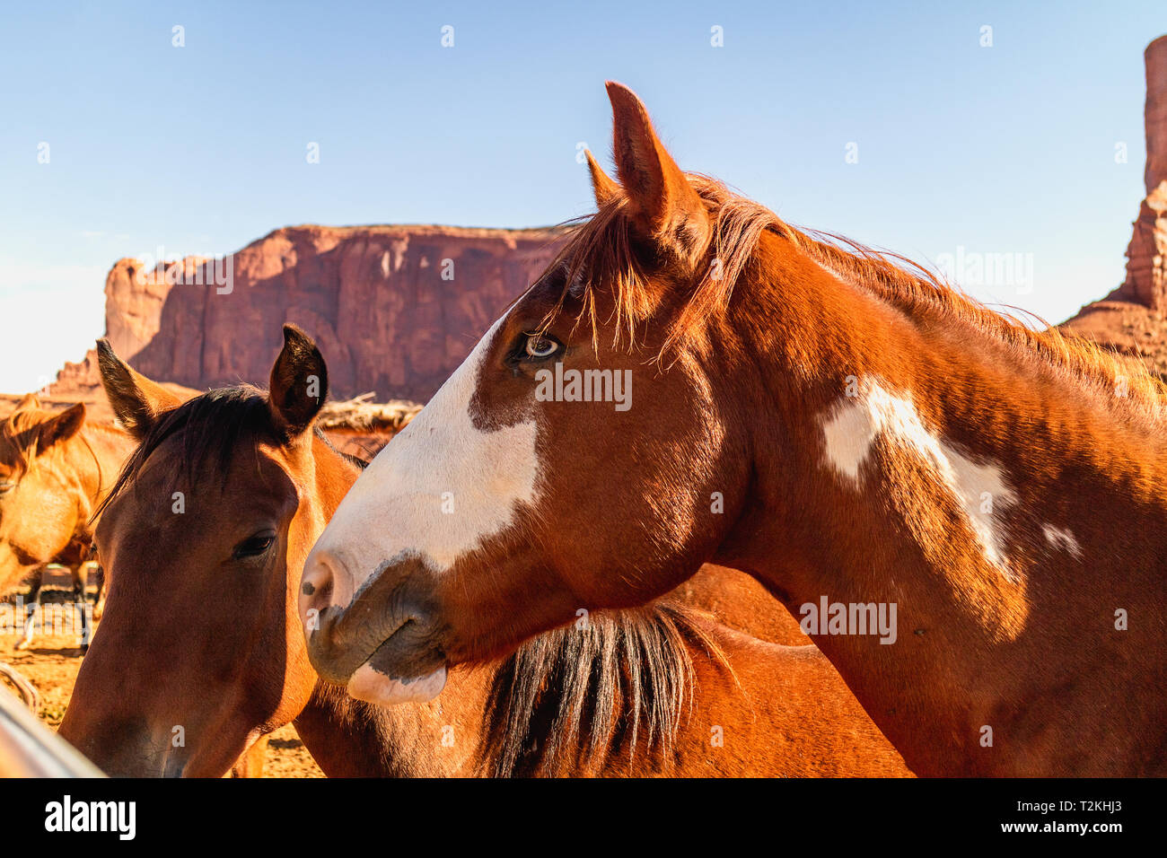 I cavalli in penna nel parco tribale Navajo Monument Valley. Camel Butte e Elephant Butte Rock in background Foto Stock