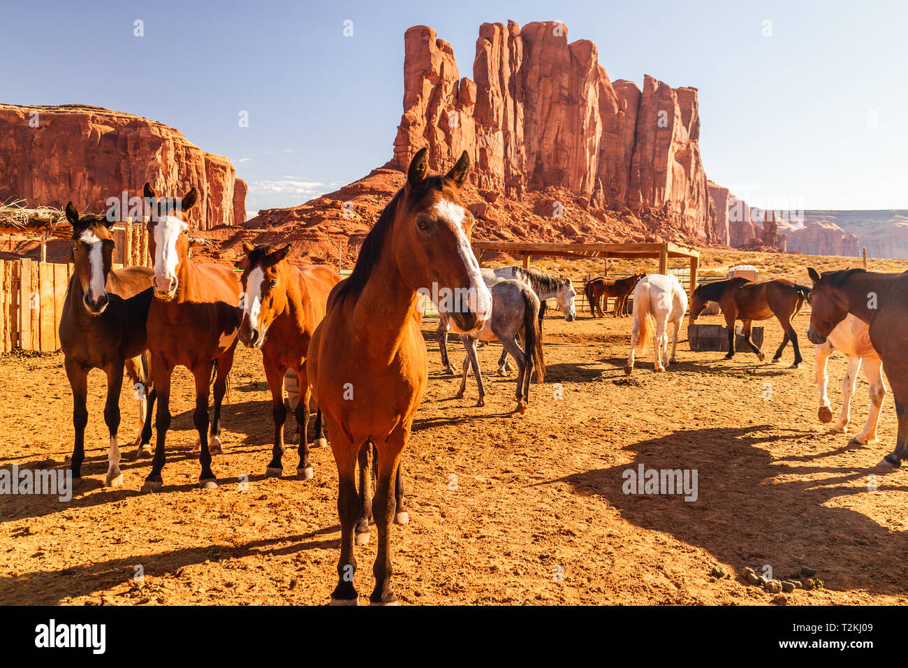 Cavalli in penna in Monument Valley Navajo Tribal Park Foto Stock