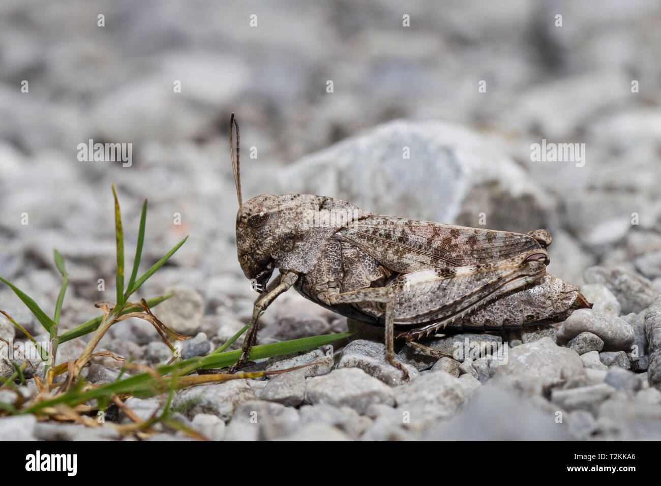 Rotfluegelige Schnarrschrecke, Psophus stridulus, battito grasshopper Foto Stock