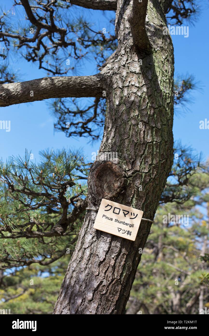 Un segno di identificazione su un giapponese a pino nero albero nel giardino Hamarikyu a Tokyo in Giappone. Foto Stock