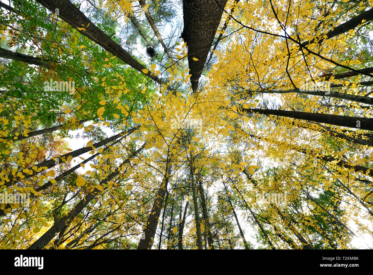 Basso angolo vista di alberi forestali cambiando colore in autunno Foto Stock