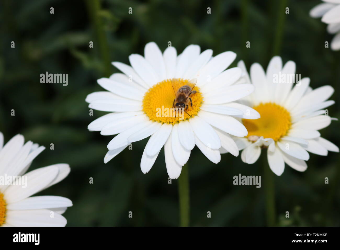 Campo di margherite in fiore Foto Stock