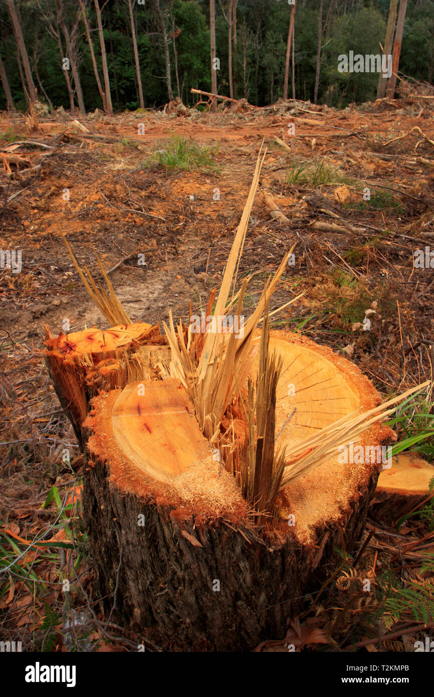 Silvicoltura moncone log in un stato eliminato di recente pineta con completamente cresciuti alberi in background e copia dello spazio. Foto Stock