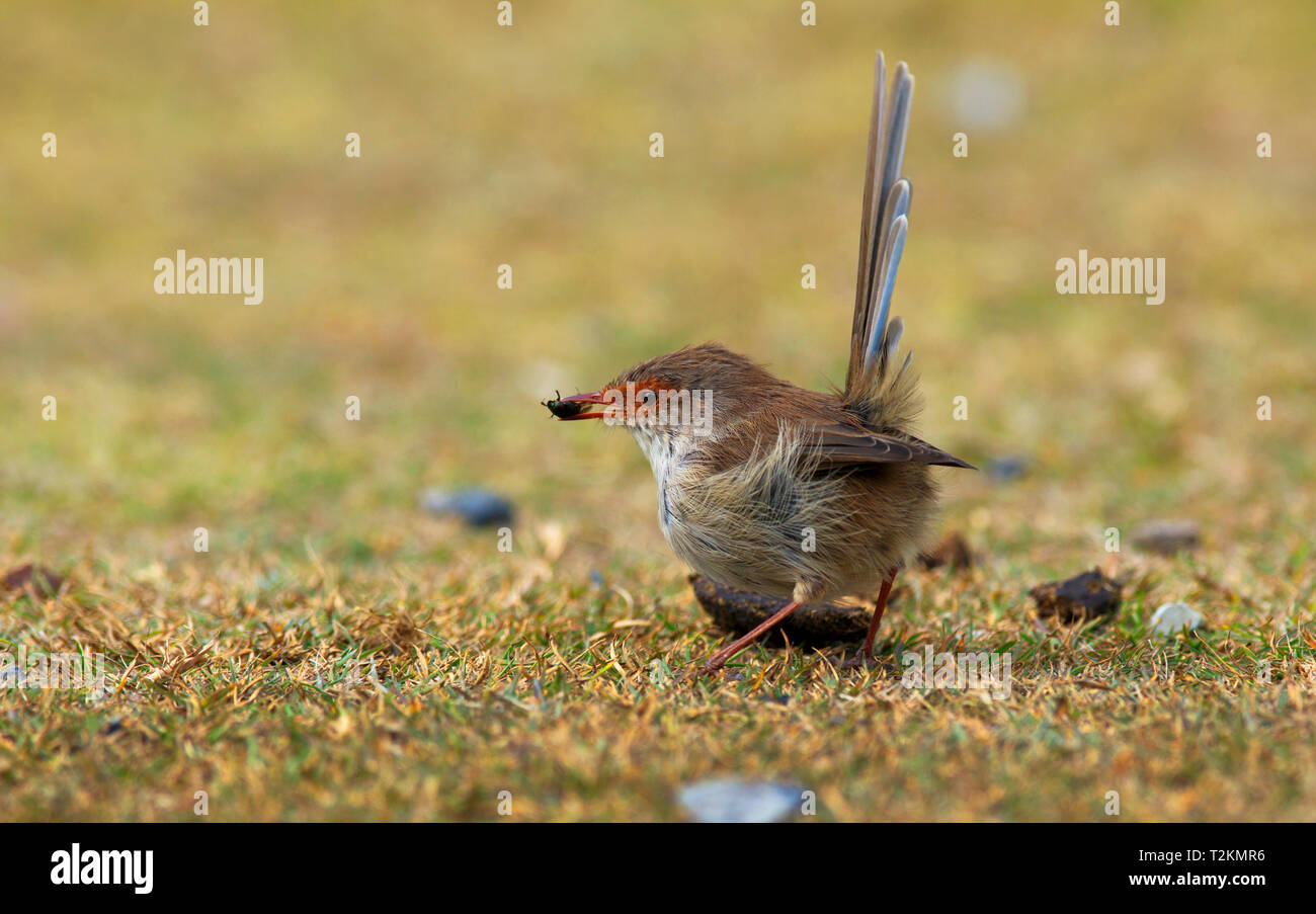 Una femmina la superba Fairywren, Malurus cyaneus, con un coleottero nel suo becco che appena pescati in Tasmania, Australia in Eclipse con solo tracce di blu Foto Stock