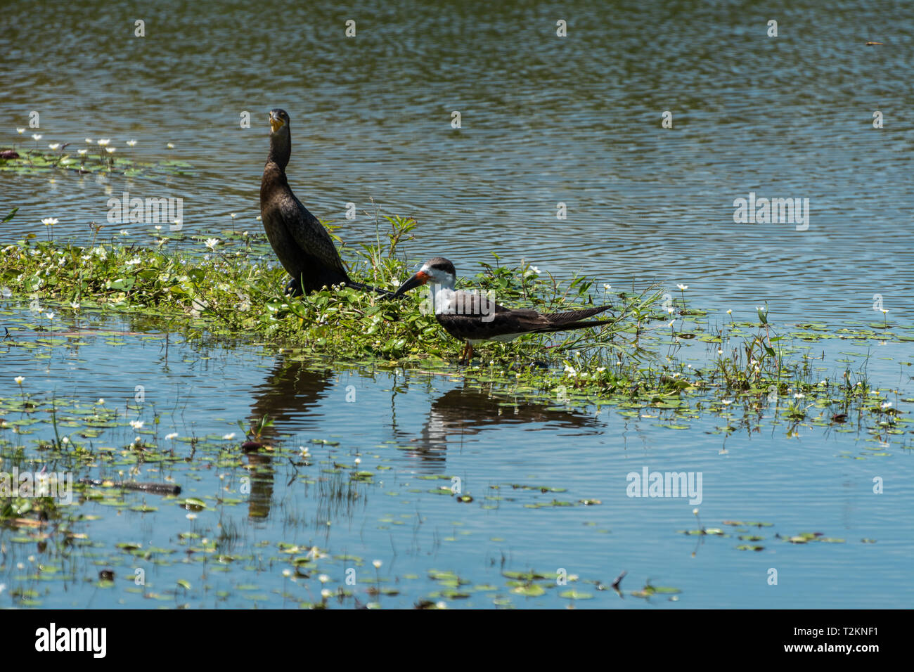 2019, gennaio. Florianópolis, Brasile. Due uccelli in piedi alla Lagoa da Chica, Nannopterum brasilianus e Rynchops niger. Foto Stock