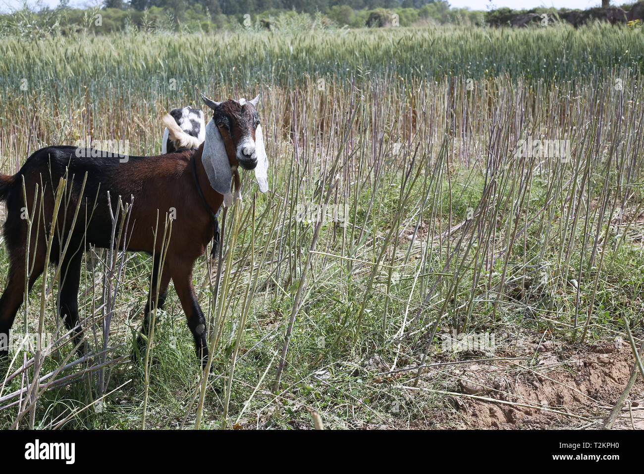 Foto di capra in fattoria. Foto Stock