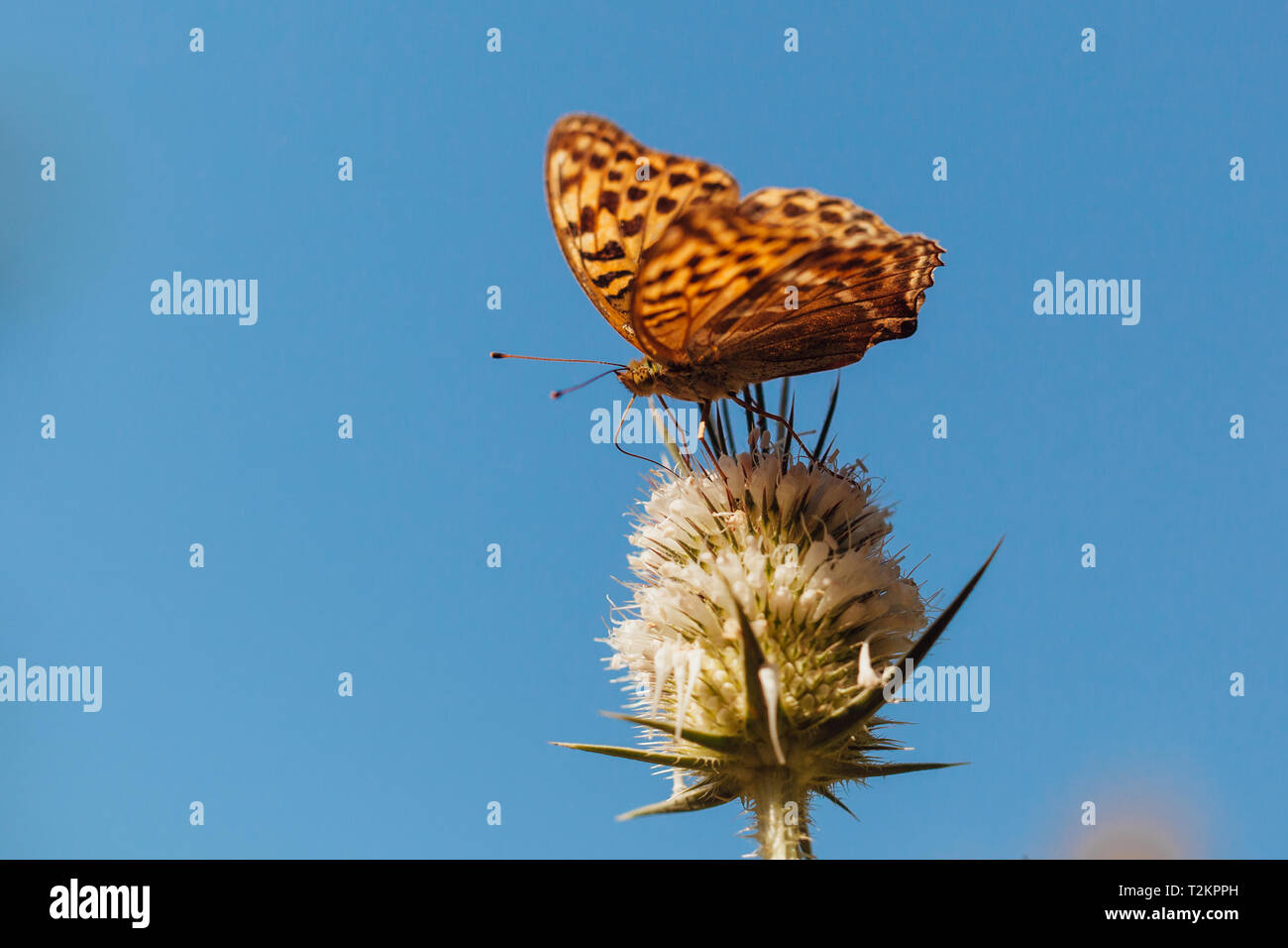 Farfalla giallo-nera su un fiore con il cielo blu dentro lo sfondo Foto Stock