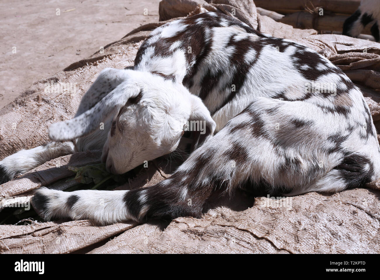 Foto di capra è mangiare erba. Foto Stock