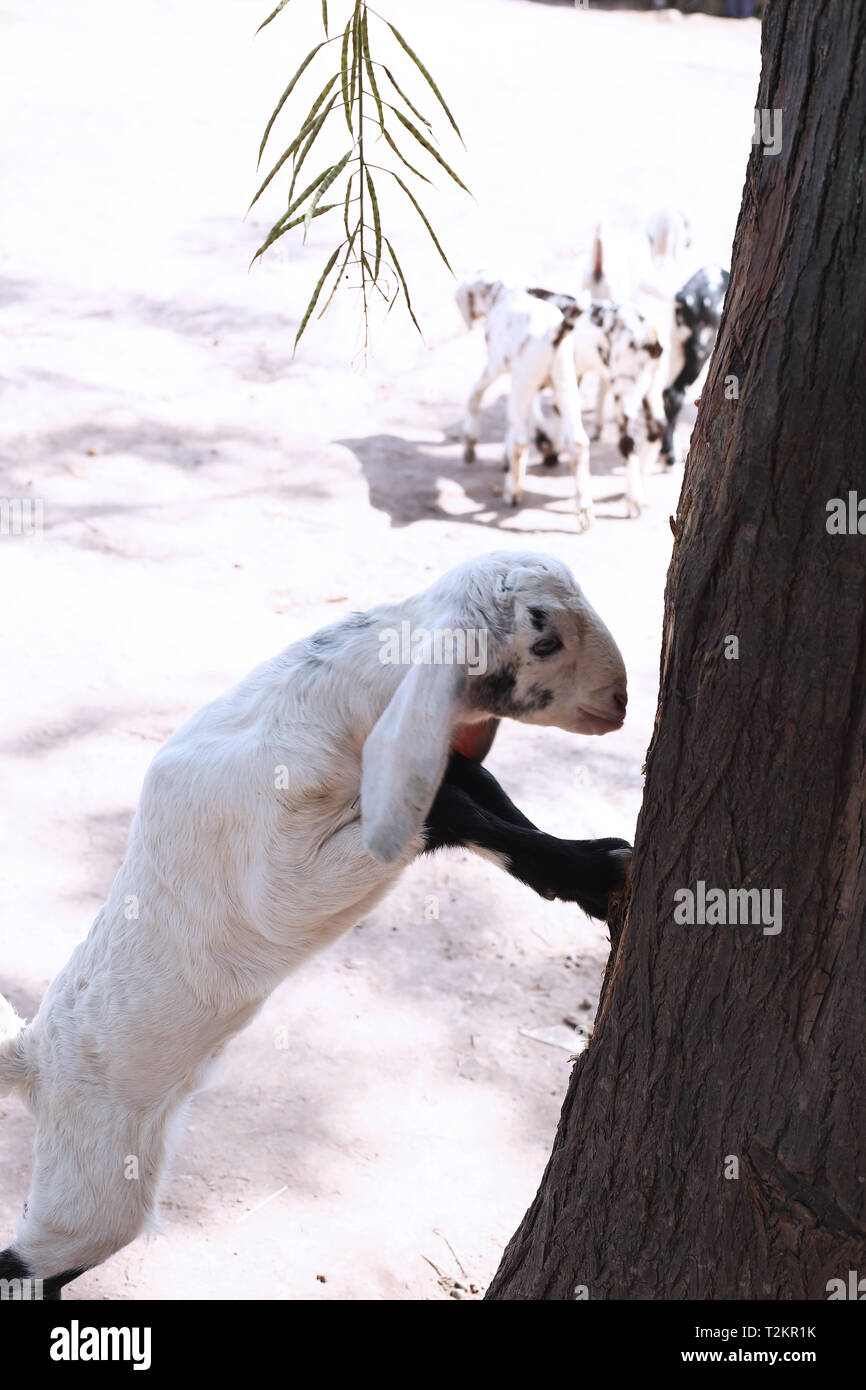 Foto di capretto con erba. Foto Stock