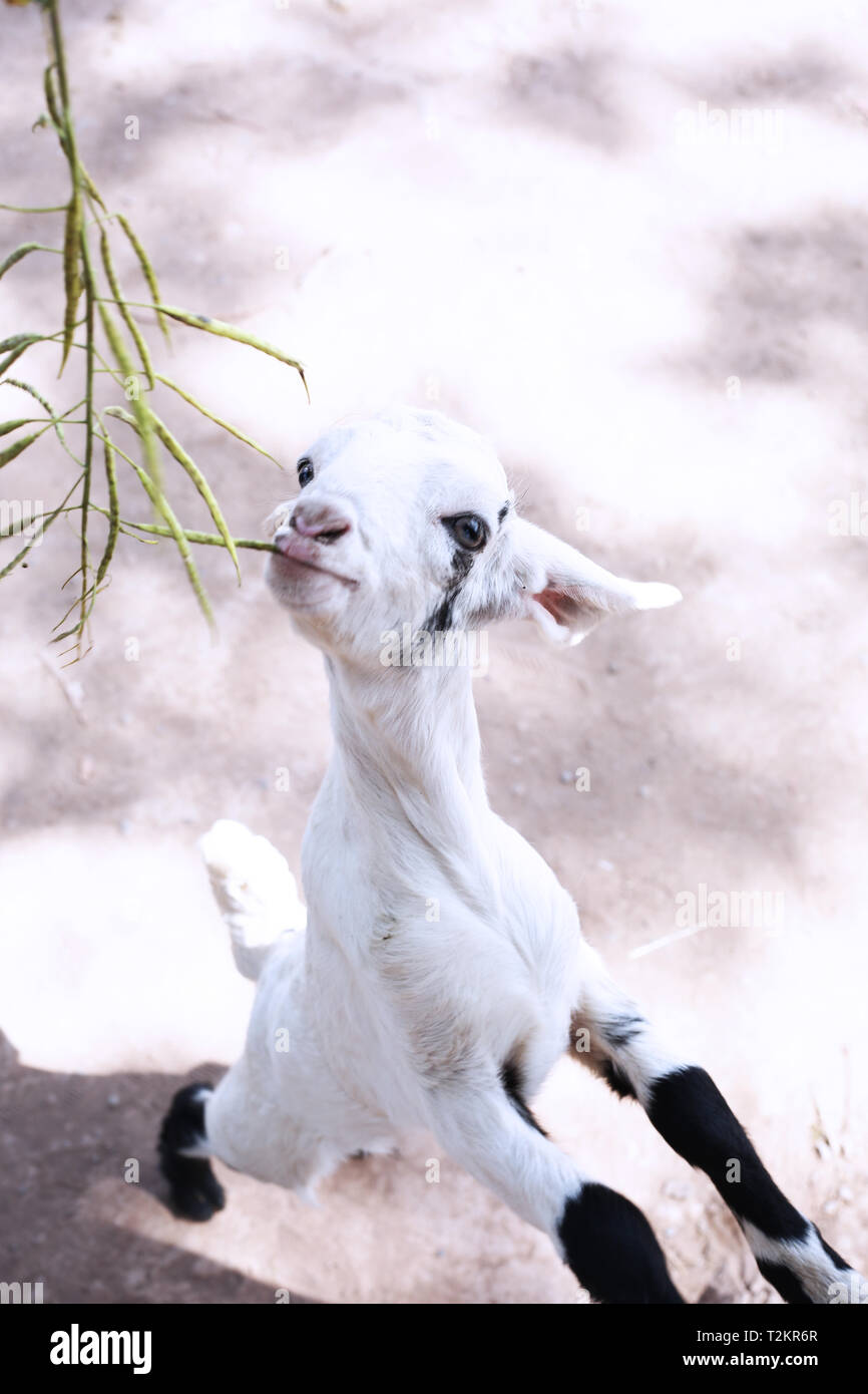 Foto di capra è mangiare erba. Foto Stock
